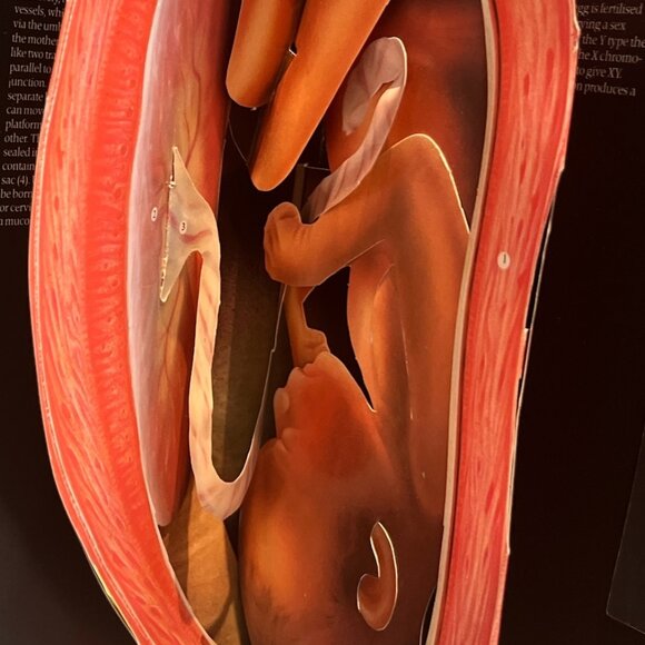 BOOK The Facts of Life 3D Pop-up Book Pregnancy Birth Conception Family - Picture 5 of 7
